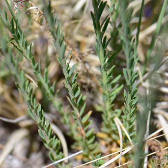 Linum lewisii, Lewis Flax Linum lewisii, Lewis Flax